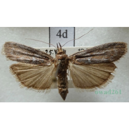 Selagia spadicella (Hübner, 1796) Czech4d